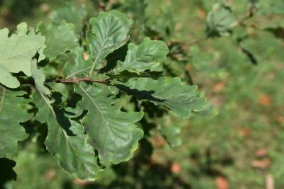 Quercus robur (English Oak), leaf, summer