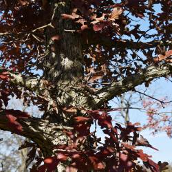 Quercus stellata (Post Oak), habit, fall