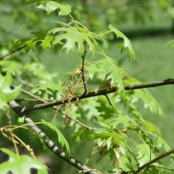 Quercus shumardii (Shumard's Oak), leaf, spring