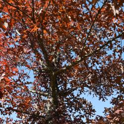 Quercus stellata (Post Oak), habit, fall