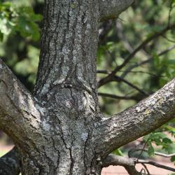 Quercus robur (English Oak), bark, branch