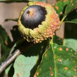 Quercus prinoides (Dwarf Chinkapin Oak), infructescence