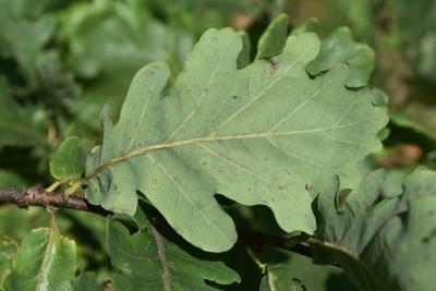 Quercus robur (English Oak), leaf, lower surface