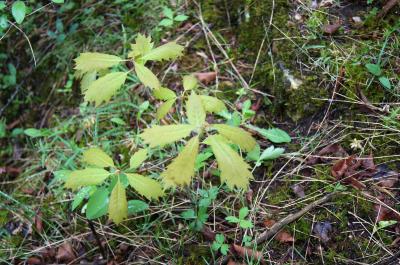 Quercus rubra (Northern Red Oak), habit, young