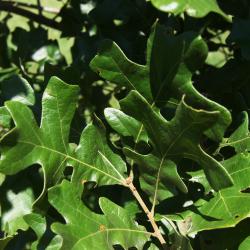 Quercus texana (Nuttall's Oak), inflorescence