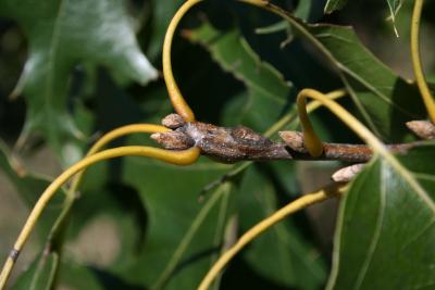 Quercus velutina (Black Oak), bud, vegetative