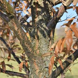 Quercus variabilis (Oriental Oak), leaf, fall