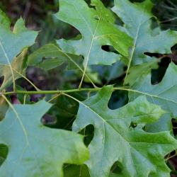 Quercus velutina (Black Oak), bud, lateral