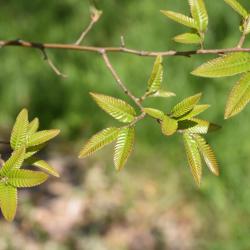 Quercus velutina (Black Oak), leaf, new