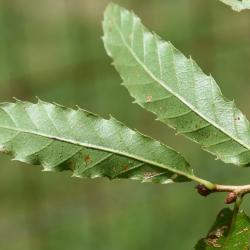 Quercus turbinella (Shrub Live Oak), habit, summer