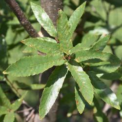 Quercus trojana (Macedonian Oak), leaf, summer