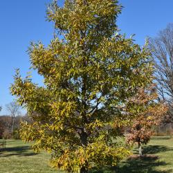 Quercus variabilis (Oriental Oak), leaf, fall