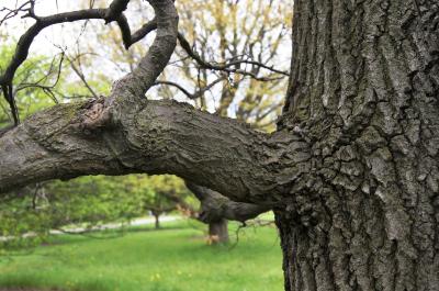 Quercus texana (Nuttall's Oak), bark, mature