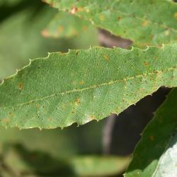 Quercus trojana (Macedonian Oak), leaf, upper surface