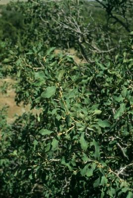 Quercus ×undulata (Wavy-leaved Oak), leaf, summer