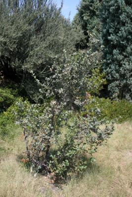 Quercus turbinella (Shrub Live Oak), habit, summer