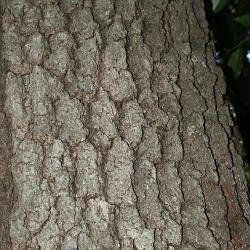Quercus velutina (Black Oak), bark, trunk