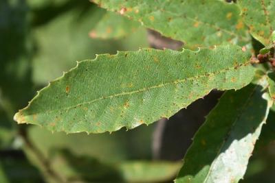 Quercus trojana (Macedonian Oak), leaf, upper surface