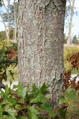 Quercus velutina (Black Oak), bark, mature