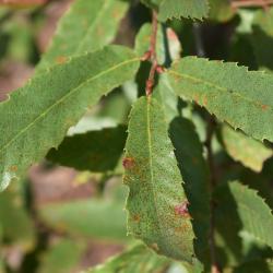 Quercus turbinella (Shrub Live Oak), leaf, summer