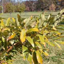 Quercus variabilis (Oriental Oak), leaf, spring