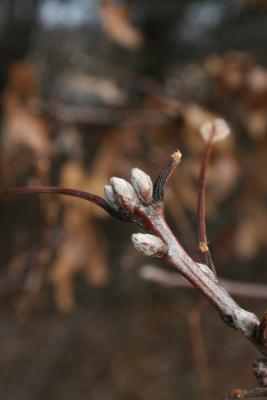 Quercus velutina (Black Oak), bud, terminal