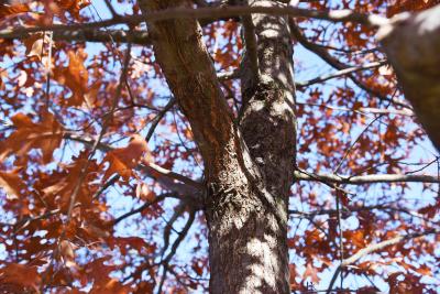 Quercus velutina (Black Oak), bark, branch