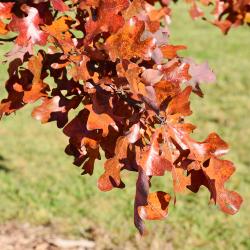 Quercus stellata (Post Oak), leaf, lower surface