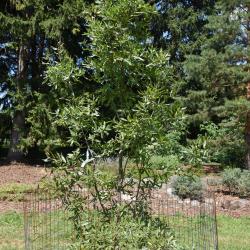 Quercus trojana (Macedonian Oak), habit, summer