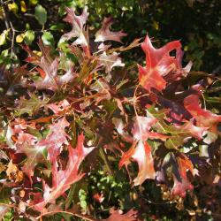 Quercus velutina (Black Oak), leaf, lower surface