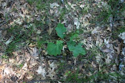 Quercus velutina (Black Oak), habit, seedling