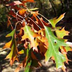 Quercus velutina (Black Oak), leaf, fall