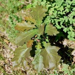 Quercus velutina (Black Oak), habitat