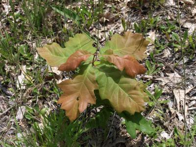 Quercus velutina (Black Oak), habit, young