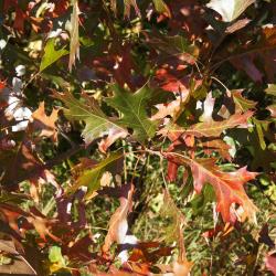 Quercus velutina (Black Oak), leaf, lower surface
