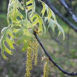 Quercus velutina (Black Oak), fruit, immature