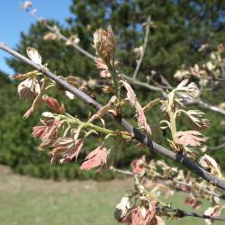 Quercus velutina (Black Oak), leaf, spring