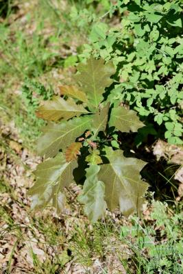Quercus velutina (Black Oak), habit, young