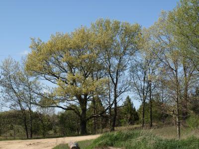 Quercus velutina (Black Oak), habit, spring