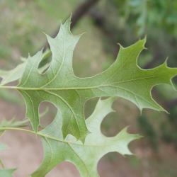 Quercus velutina (Black Oak), leaf, spring
