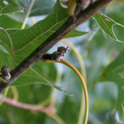 Quercus velutina (Black Oak), habit, seedling