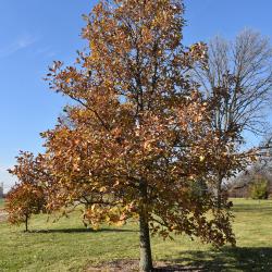 Quercus ×bebbiana 'Taco' (Taco Bebb's Oak), leaf, fall