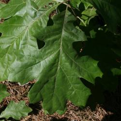 Quercus velutina (Black Oak), leaf, winter