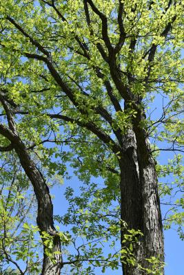 Quercus ×deamii (Deam's Oak), bark, trunk