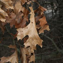 Quercus velutina (Black Oak), stump, cross section