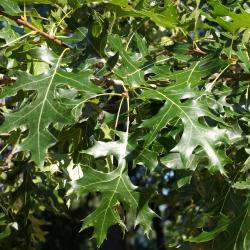 Quercus velutina (Black Oak), leaf, summer