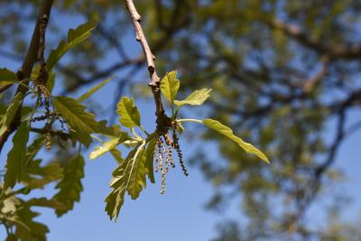 Quercus ×deamii (Deam's Oak), inflorescence