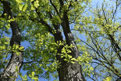 Quercus ×deamii (Deam's Oak), habit, spring