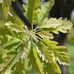 Quercus ×guadalupensis (Guadalupe Oak), leaf, new