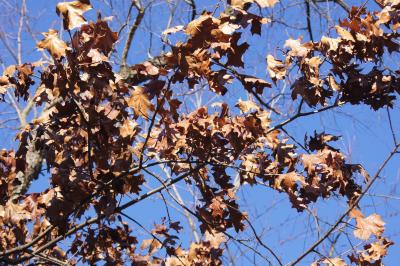 Quercus velutina (Black Oak), leaf, winter